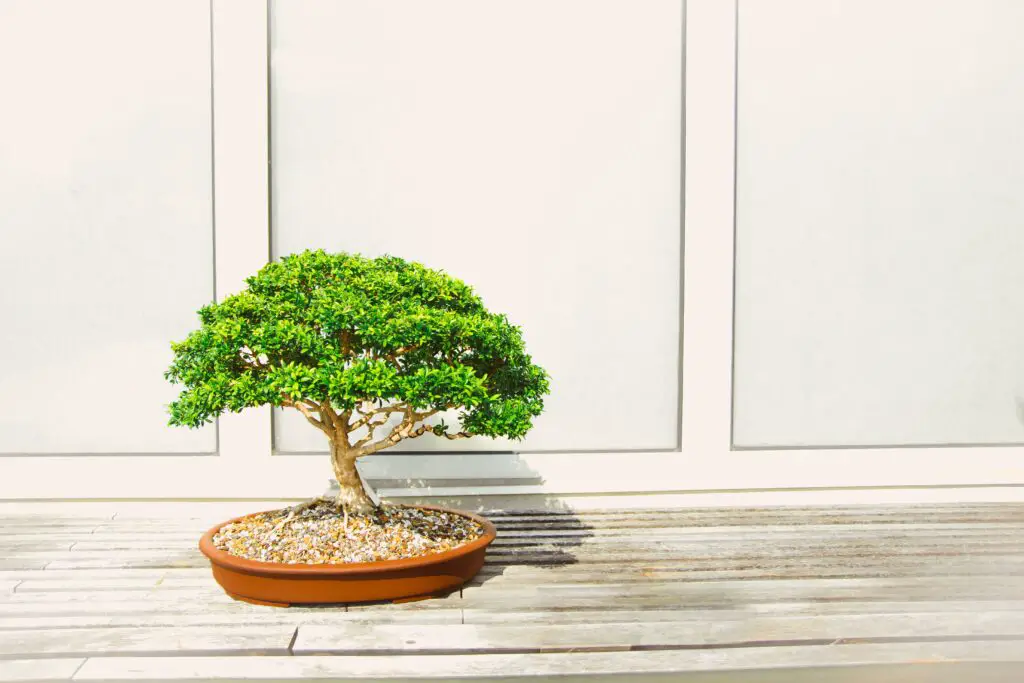 best book on bonsai